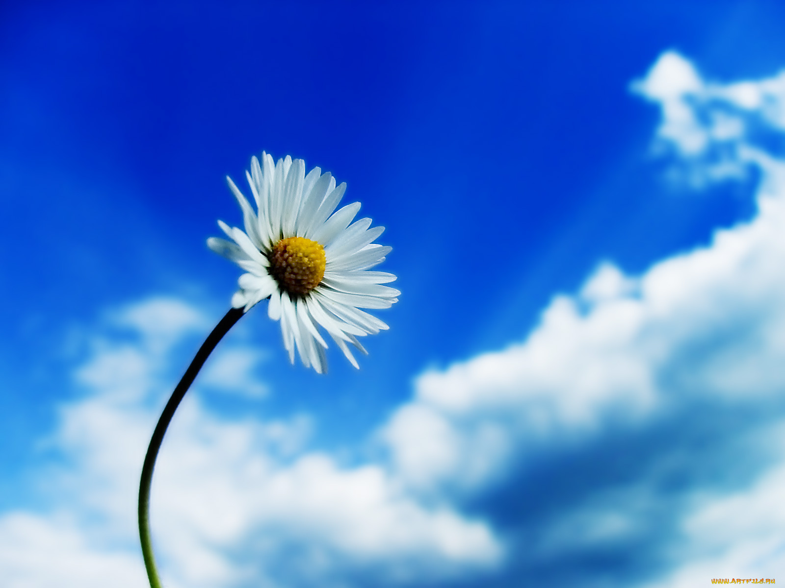 daisy, age, , 